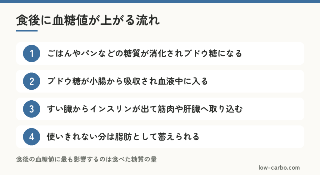 糖質を食べてから血糖値が上がり脂肪として蓄えられるまでの流れ